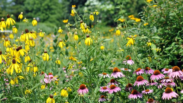 Essential Plants to Consider for Your Garden This July | daftar website yang diblokir kominfo, bangj