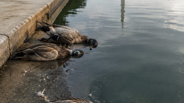 Mystery Surrounds Dead Ducks Discovered in Reflecting Pool | idn slot 2023, play capsa susun