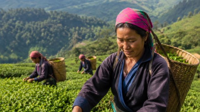 Sikkim's Organic Tea Gardens Thrive Amid Global Taste Trends
