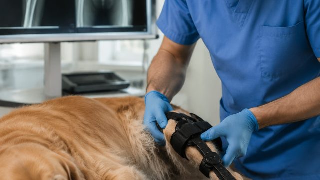 Veterinary Orthopedic Sector: A $0.86 Billion Growth Forecast by 2031 | mesin slot naga, casper77 sl